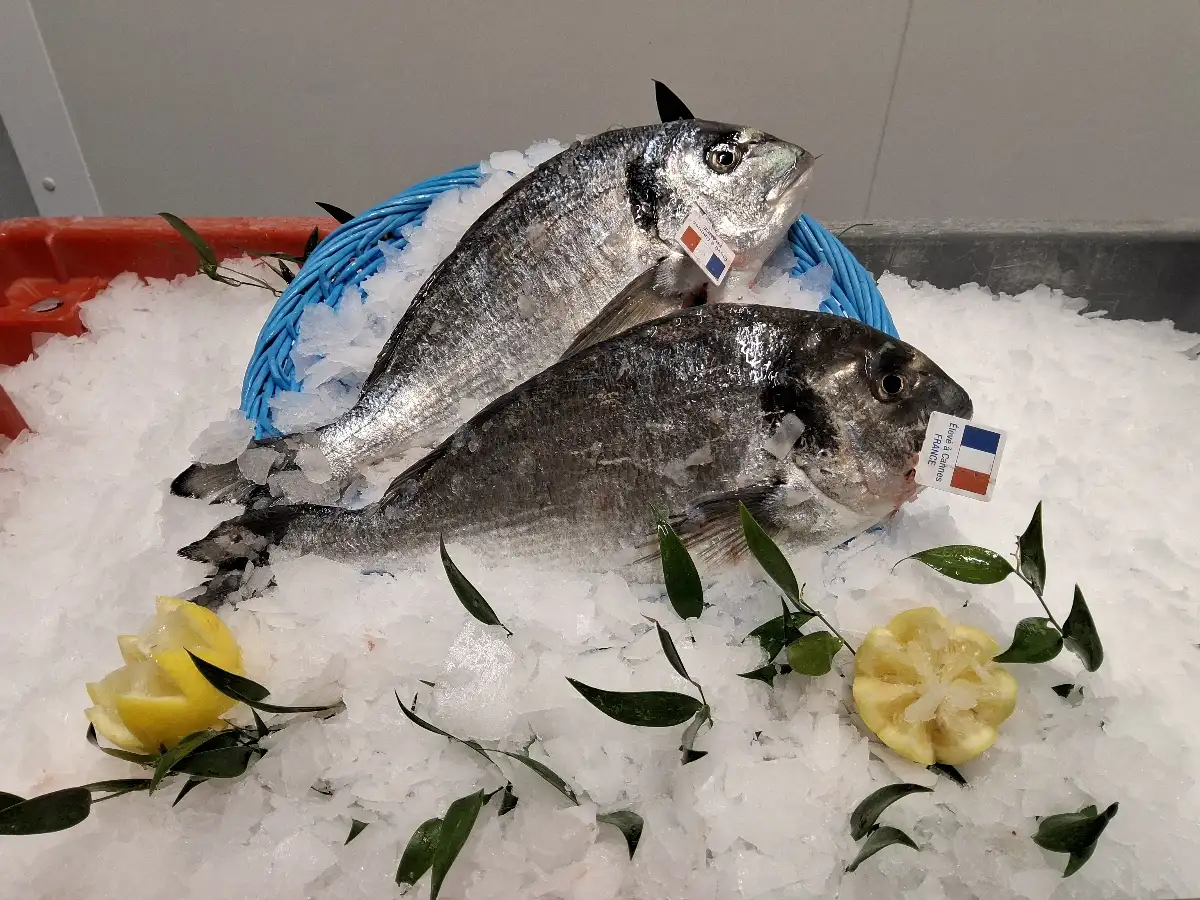 Daurade Élevage Aquafrais Cannes