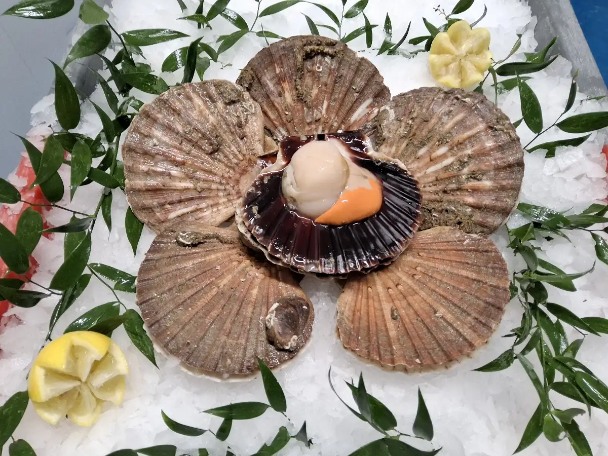Coquilles st Jacques