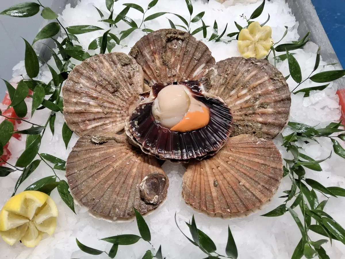 Coquilles st Jacques