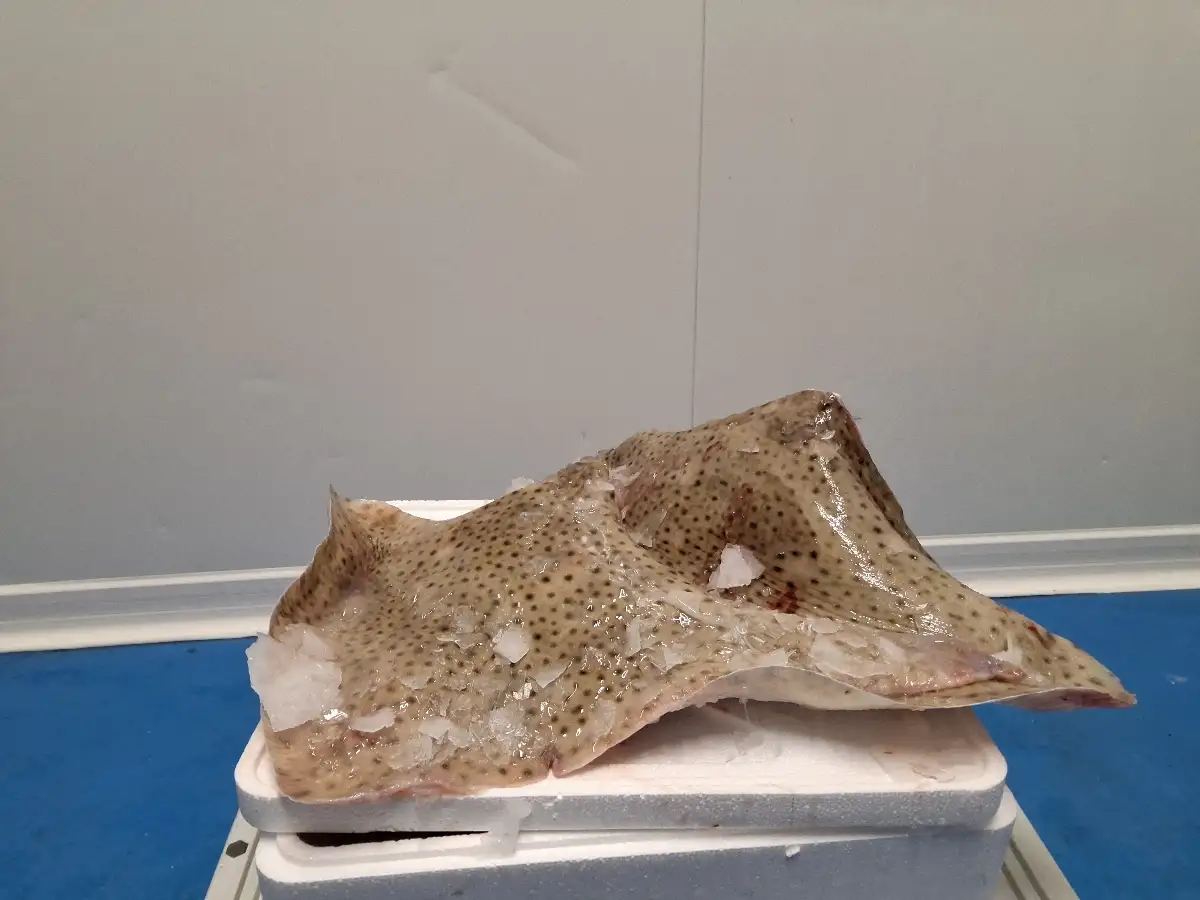 Ailes de raie non pelées